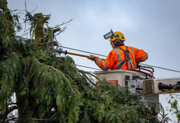 How Our Tree Care Process Works  in  Huntington Bay, NY